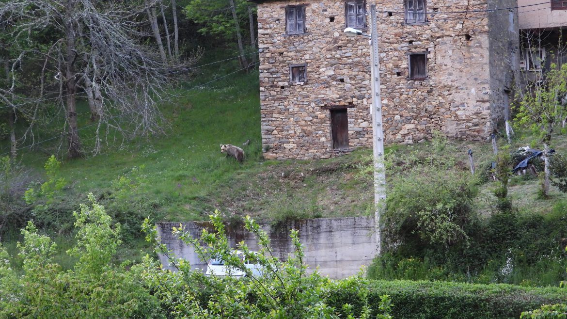 Oso pardo subadulto en pueblo del occidente asturiano. Foto Fundacion Oso Pardo