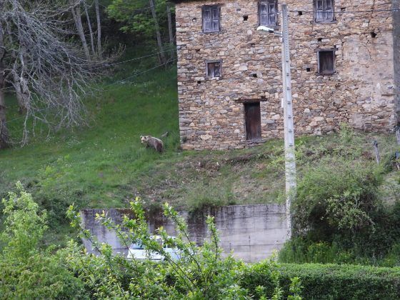 Oso pardo subadulto en pueblo del occidente asturiano. Foto Fundacion Oso Pardo