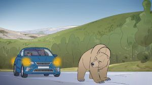 Nunca persigas un oso en la carretera